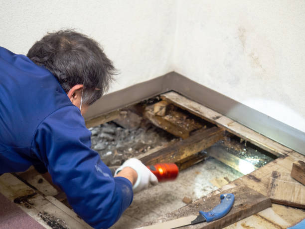 Best Localized Mold Remediation (e.g., coastal areas, humid climates) in Richwood, NJ