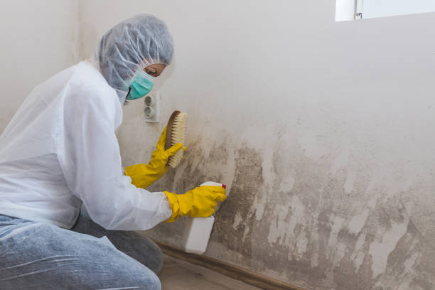 Best Commercial Mold Remediation in Richwood, NJ