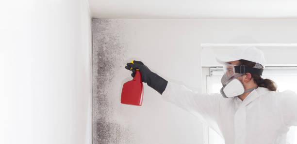 Best Preventive Mold Services in Richwood, NJ