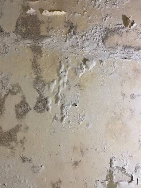 Professional Mold Remediation in Richwood, NJ