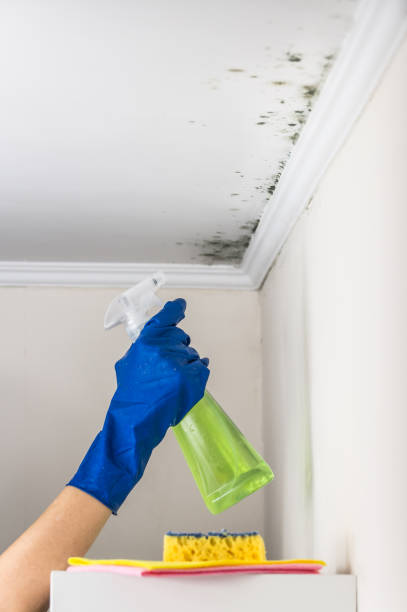 Best Crawl Space Mold Remediation in Richwood, NJ